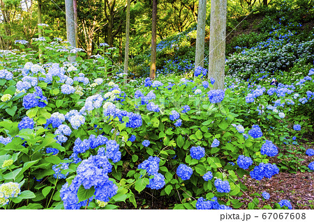 青い紫陽花の群落 青い紫陽花の群落 67067608