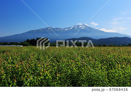 山形 初夏 梨畑と鳥海山 山形 初夏 梨畑と鳥海山 67068438