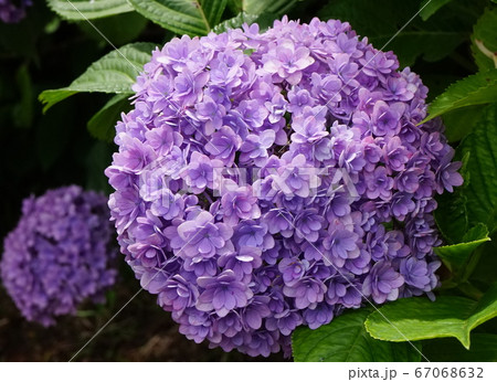 アジサイ 紫花 アジサイ 紫花 67068632