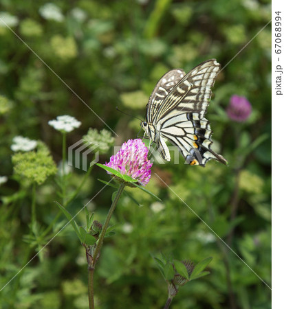 韓国 忠清北道 堤川市 67068994