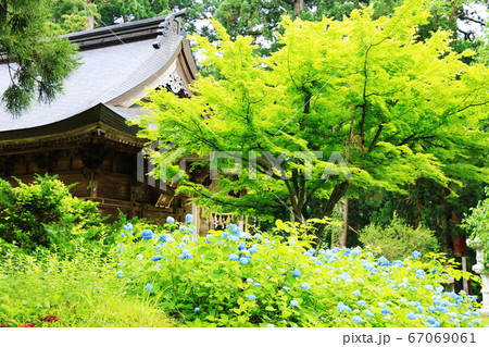 山形 出羽三山 羽黒山 出羽三山神社とアジサイ 山形 出羽三山 羽黒山 出羽三山神社とアジサイ 67069061