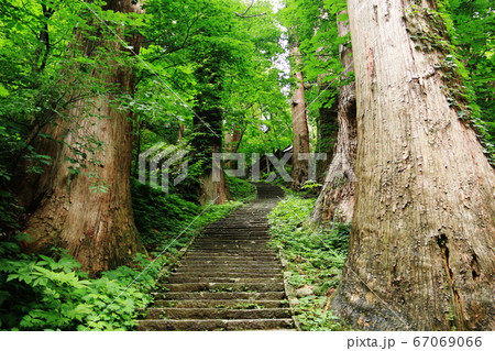 山形　出羽三山　羽黒山の杉並木の参道　 67069066