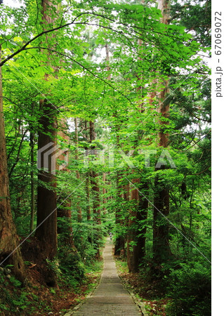 山形　出羽三山　羽黒山の杉並木の参道　 67069072