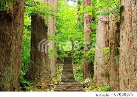 山形　出羽三山　羽黒山の杉並木の参道　 67069075