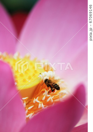 千葉公園の大賀ハスとミツバチぶんぶん 67069146