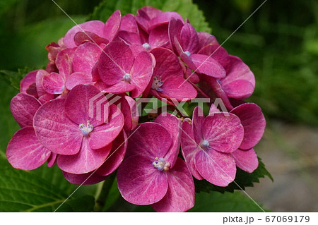 アジサイの仲間 桃色花の写真素材