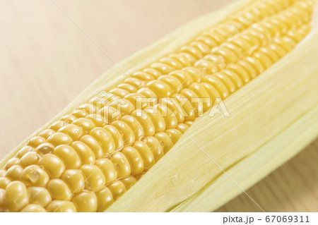 採れたての新鮮なトウモロコシ 67069311