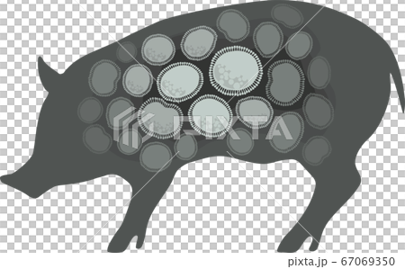 Pig, livestock, pig farming, infectious disease image-gray 67069350