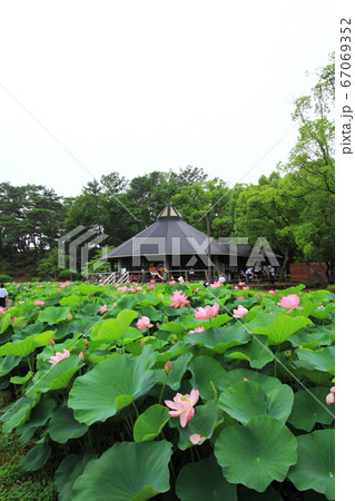 千葉公園の大賀ハスと蓮華亭の写真素材