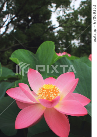 千葉公園の大賀ハスとちはなちゃん 千葉公園の大賀ハスとちはなちゃん 67069353