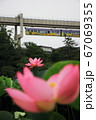 千葉公園の大賀ハスとモノレール 67069355