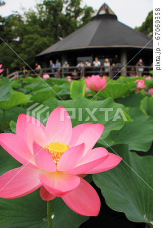 千葉公園の大賀ハスとちはなちゃん 千葉公園の大賀ハスとちはなちゃん 67069358
