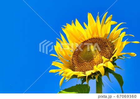 ひまわり ひまわり 67069360