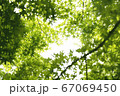 新緑の紅葉 67069450