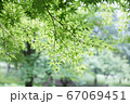 新緑の紅葉 67069451