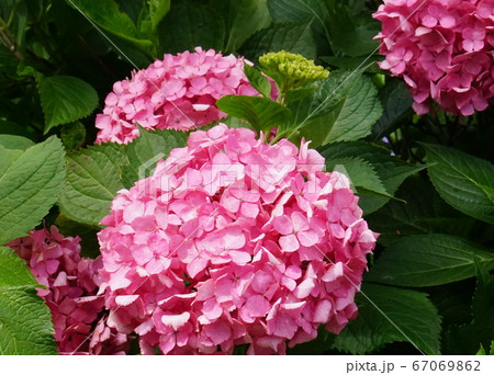 アジサイの仲間 桃色花 アジサイの仲間 桃色花 67069862