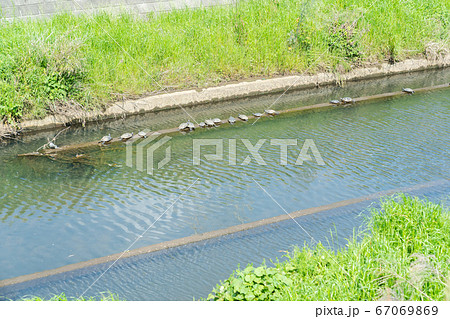 ミシシッピアカミミガメ　外来種 67069869