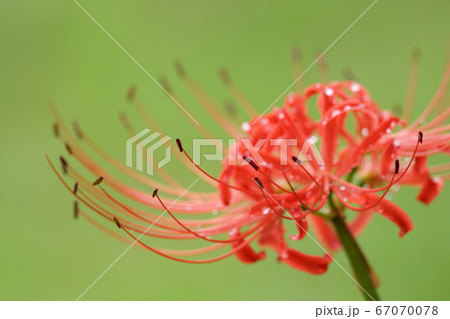 鳥取　四季の散歩　秋　花　彼岸花 67070078