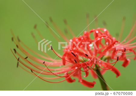 鳥取　四季の散歩　秋　花　彼岸花 67070080