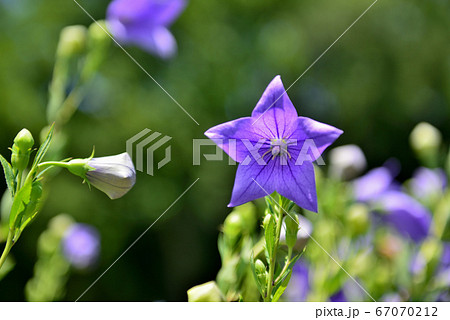 色鮮やかな青い桔梗の花 色鮮やかな青い桔梗の花 67070212