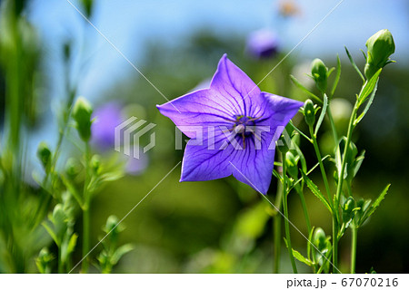 色鮮やかな青い桔梗の花 67070216