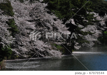 千鳥ヶ淵桜模様 67070544