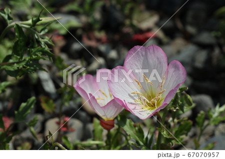 ヒルザキツキミソウの花 67070957