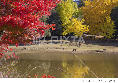 紅葉と鹿 67071054