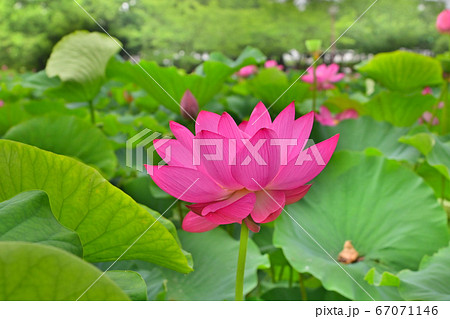 行田市、古代蓮 行田市、古代蓮 67071146