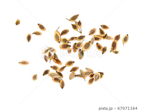 Dill seeds isolated on a white background. Macro Dill seeds isolated on a white background. Macro 67071164