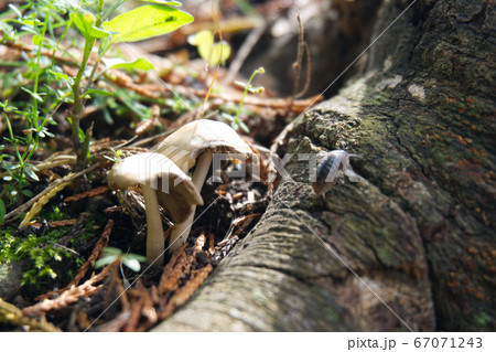 森の中のきのことダンゴムシ 67071243