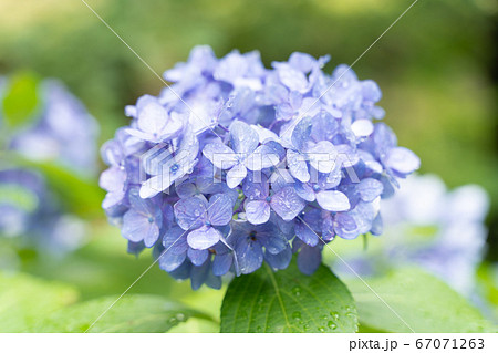 紫陽花 紫陽花 67071263