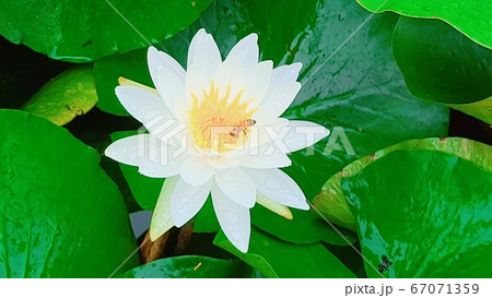 池 花 葉 67071359