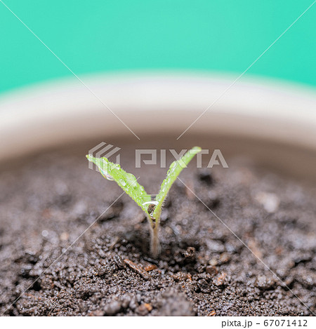 ミニトマト アイコの発芽の写真素材