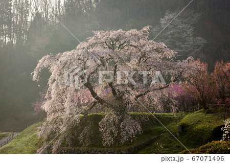 又兵衛桜　 67071496