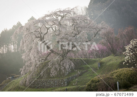 又兵衛桜　 67071499