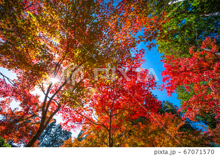 高野山 蛇腹道の紅葉 67071570