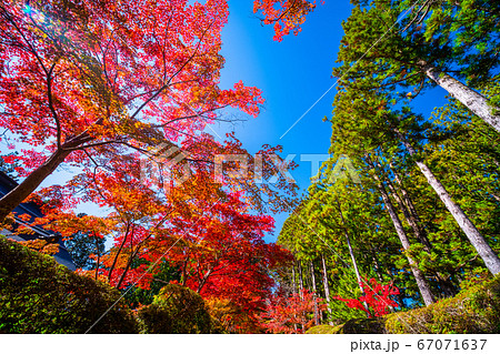 高野山 蛇腹道の紅葉 67071637