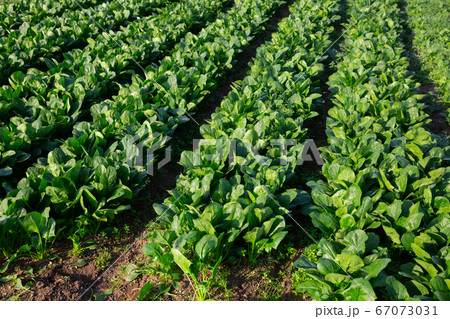 Green spinach plantation 67073031