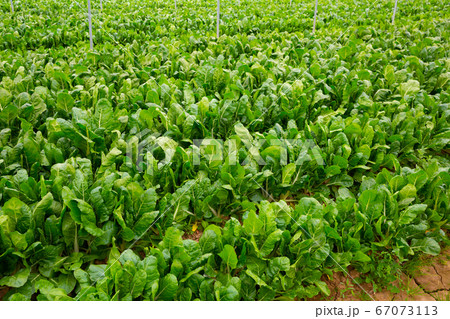 Green leaf beets plantation 67073113