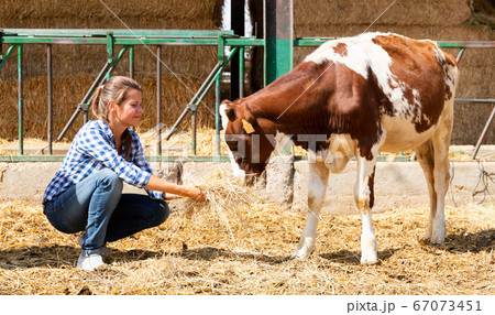 Female farmer feeding calf 67073451