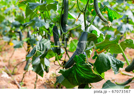 Cucumbers ripening in glasshouse Cucumbers ripening in glasshouse 67073567