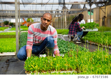 Latin american farmer checking seedlings of leafy vegetables Latin american farmer checking seedlings of leafy vegetables 67073586