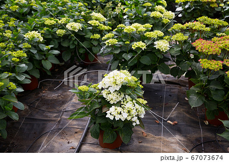 Perennial garden flowers in greenhouse 67073674