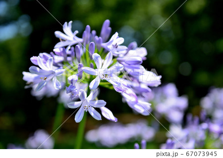 アガパンサスの花 67073945