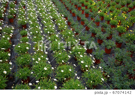 Argyranthemum percussion seedlings growing in pots in greenhouse Argyranthemum percussion seedlings growing in pots in greenhouse 67074142