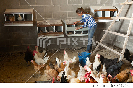 Female farmer collecting eggs in henhouse 67074210