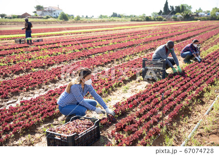 Several workers in protective masks collects red lettuce in box Several workers in protective masks collects red lettuce in box 67074728