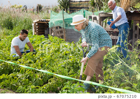 Senior woman is dripping potatoes in garden outdoor with family 67075210