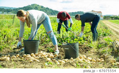 Farmer team picking potatoes 67075554